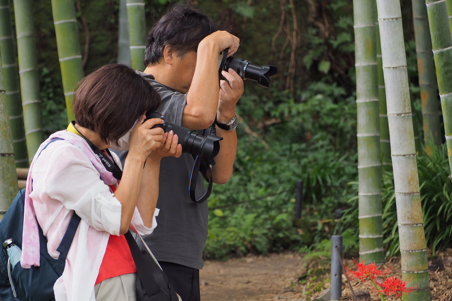 The best of Kamakura, as revealed by the seasons ~A walking photo experience with a professional photographer~
