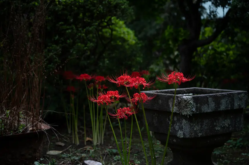 The best of Kamakura, as revealed by the seasons ~A walking photo experience with a professional photographer~